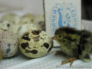 перепелиные инкубационные яйца - <ro>Изображение</ro><ru>Изображение</ru> #2, <ru>Объявление</ru> #904717