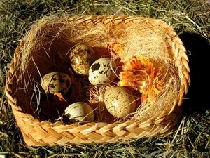 перепелиные инкубационные яйца - <ro>Изображение</ro><ru>Изображение</ru> #3, <ru>Объявление</ru> #904717