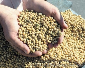 семена сои 