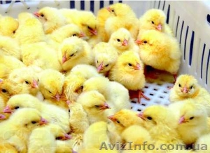 Инкубация яиц разных видов птиц - <ro>Изображение</ro><ru>Изображение</ru> #1, <ru>Объявление</ru> #934824