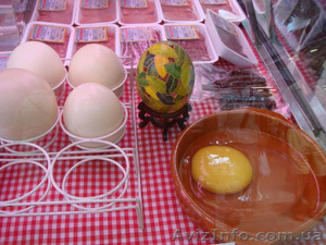 Страусиные яйца - <ro>Изображение</ro><ru>Изображение</ru> #1, <ru>Объявление</ru> #926786