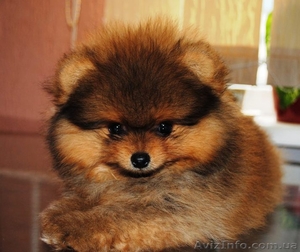 Продам щенка померанского шпица VIP-classa  - <ro>Изображение</ro><ru>Изображение</ru> #1, <ru>Объявление</ru> #939107