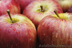 продам яблоки  урожай 2014г - <ro>Изображение</ro><ru>Изображение</ru> #1, <ru>Объявление</ru> #939137