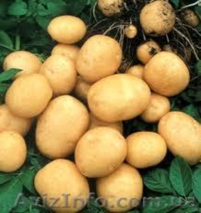 Куплю картоплю оптом