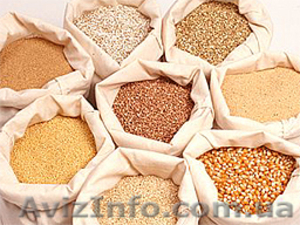 Закупаем зерно: семечку, кукурузу,  пшеницу - <ro>Изображение</ro><ru>Изображение</ru> #1, <ru>Объявление</ru> #948499