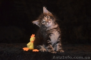 Котята мейн кун от питомника "Amerkun" - <ro>Изображение</ro><ru>Изображение</ru> #1, <ru>Объявление</ru> #958181