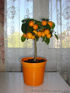 Мандарин, апельсин плодоносящий, комнатный саженцы Кировоград. - <ro>Изображение</ro><ru>Изображение</ru> #4, <ru>Объявление</ru> #980050