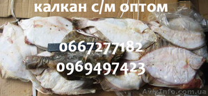 Калкан (камбала черноморская) оптом
