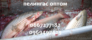 Пеленгас с/м и охлажденный