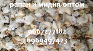 Рапан и мидия оптом