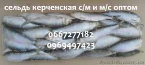 Сельдь керченская с/м и м/с оптом
