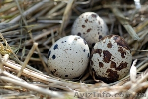Перепелині яйця від виробника - <ro>Изображение</ro><ru>Изображение</ru> #1, <ru>Объявление</ru> #1007771