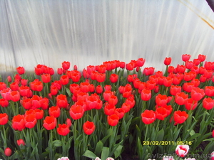 Продам свежий срез тюльпанов к 8 марту - <ro>Изображение</ro><ru>Изображение</ru> #2, <ru>Объявление</ru> #1008731