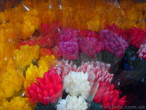 Продам свежий срез тюльпанов к 8 марту - <ro>Изображение</ro><ru>Изображение</ru> #4, <ru>Объявление</ru> #1008731
