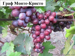 Продам саженцы винограда более 100 сортов - <ro>Изображение</ro><ru>Изображение</ru> #6, <ru>Объявление</ru> #509514