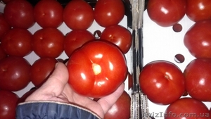 Продам помидор (томат) - <ro>Изображение</ro><ru>Изображение</ru> #1, <ru>Объявление</ru> #1030752