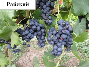 Продам саженцы винограда более 100 сортов - <ro>Изображение</ro><ru>Изображение</ru> #3, <ru>Объявление</ru> #509514