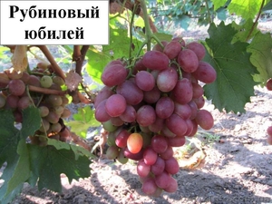 Продам саженцы винограда более 100 сортов - <ro>Изображение</ro><ru>Изображение</ru> #2, <ru>Объявление</ru> #509514