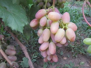 Продам саженцы винограда более 100 сортов - <ro>Изображение</ro><ru>Изображение</ru> #1, <ru>Объявление</ru> #509514