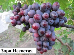 Продам саженцы винограда более 100 сортов - <ro>Изображение</ro><ru>Изображение</ru> #4, <ru>Объявление</ru> #509514