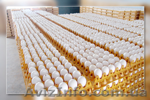 Продам яйцо куриное оптом и крупно опт  С0 С1 - <ro>Изображение</ro><ru>Изображение</ru> #1, <ru>Объявление</ru> #1069131