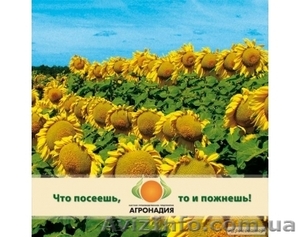 Услуги по подработке семян - <ro>Изображение</ro><ru>Изображение</ru> #1, <ru>Объявление</ru> #1107007