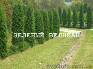 Живая изгородь - красиво и экологично - <ro>Изображение</ro><ru>Изображение</ru> #3, <ru>Объявление</ru> #1128059
