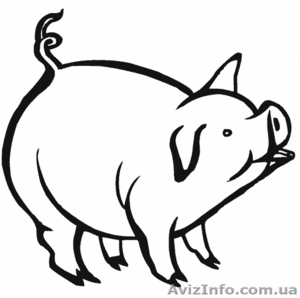 ПРОДАМ Тримминг свиной(котлетное мясо)80/20 - <ro>Изображение</ro><ru>Изображение</ru> #1, <ru>Объявление</ru> #1155856