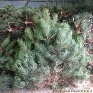 Новогодние живые сосны крымка