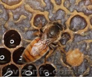 Пчеломатки породы Бакфаст - <ro>Изображение</ro><ru>Изображение</ru> #1, <ru>Объявление</ru> #1198497