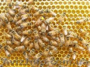 Пчеломатки породы Бакфаст - <ro>Изображение</ro><ru>Изображение</ru> #2, <ru>Объявление</ru> #1198497