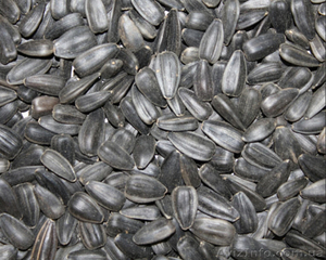 семена подсолнечника, один из самых высокомасличных сортов "Донской 60" - <ro>Изображение</ro><ru>Изображение</ru> #1, <ru>Объявление</ru> #1228356