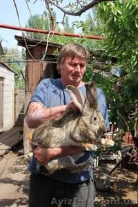 Продам кроликов породы Немецкий Ризен - <ro>Изображение</ro><ru>Изображение</ru> #3, <ru>Объявление</ru> #1233235