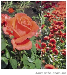 розы,черная и красная смородина,малина и виноград - <ro>Изображение</ro><ru>Изображение</ru> #5, <ru>Объявление</ru> #1251842