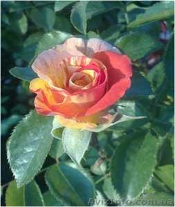 розы,черная и красная смородина,малина и виноград - <ro>Изображение</ro><ru>Изображение</ru> #4, <ru>Объявление</ru> #1251842