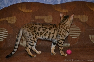 Чистокровные бенгальские котята - <ro>Изображение</ro><ru>Изображение</ru> #2, <ru>Объявление</ru> #1255399