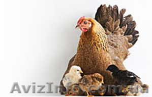 Молодняк птицы мясо-яичных пород - <ro>Изображение</ro><ru>Изображение</ru> #1, <ru>Объявление</ru> #1258590