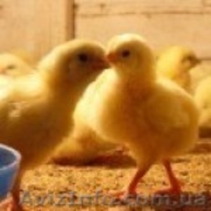 Суточных цыплят бройлеров - <ro>Изображение</ro><ru>Изображение</ru> #1, <ru>Объявление</ru> #747547