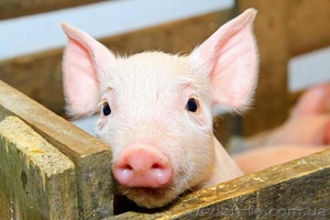 Пропонуємо корми для свиней !А Ви отримуєте 110кг живої ваги за 131 день !!! - <ro>Изображение</ro><ru>Изображение</ru> #1, <ru>Объявление</ru> #1267247