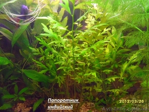  Аквариумные растения, - <ro>Изображение</ro><ru>Изображение</ru> #3, <ru>Объявление</ru> #786675