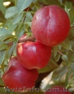 НОВЫЕ сорта саженцев персиков и нектаринов (США) от производителя!!! - <ro>Изображение</ro><ru>Изображение</ru> #7, <ru>Объявление</ru> #1311799