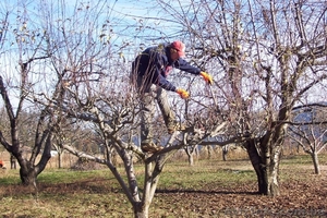 Обрезка деревьев: обрезка яблонь, обрезка деревьев в Днепропетровске - <ro>Изображение</ro><ru>Изображение</ru> #2, <ru>Объявление</ru> #1313838