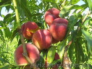 НОВЫЕ сорта саженцев персиков и нектаринов (США) от производителя!!! - <ro>Изображение</ro><ru>Изображение</ru> #3, <ru>Объявление</ru> #1311799
