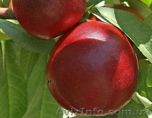 НОВЫЕ сорта саженцев персиков и нектаринов (США) от производителя!!! - <ro>Изображение</ro><ru>Изображение</ru> #6, <ru>Объявление</ru> #1311799