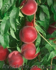 НОВЫЕ сорта саженцев персиков и нектаринов (США) от производителя!!! - <ro>Изображение</ro><ru>Изображение</ru> #2, <ru>Объявление</ru> #1311799