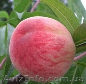 НОВЫЕ сорта саженцев персиков и нектаринов (США) от производителя!!! - <ro>Изображение</ro><ru>Изображение</ru> #4, <ru>Объявление</ru> #1311799