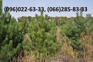 Живые елки оптом из лесничества - <ro>Изображение</ro><ru>Изображение</ru> #1, <ru>Объявление</ru> #1323237