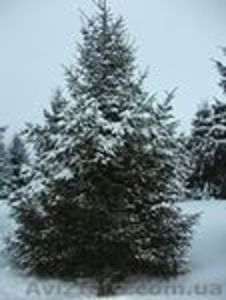 Ель голубая крупномер