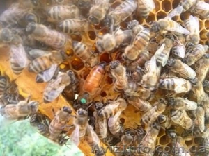 Пчеломатки F1 Бакфаст - <ro>Изображение</ro><ru>Изображение</ru> #1, <ru>Объявление</ru> #1383550
