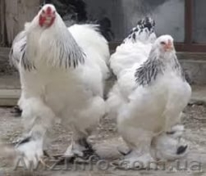 Продам цыплят брама светлая и куропатчатая, кокинхин  черный, орпингто - <ro>Изображение</ro><ru>Изображение</ru> #5, <ru>Объявление</ru> #1443336